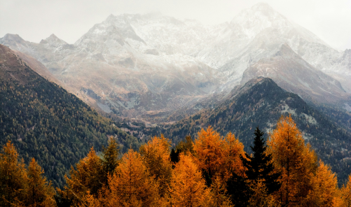 Our partnership with “ONE TREE PLANTED”